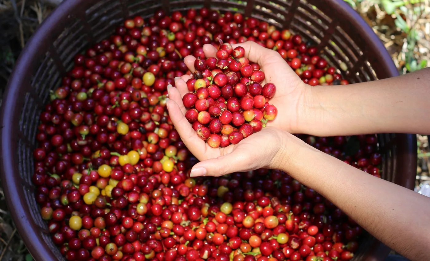 Cosecha de granos de café en Costa Rica