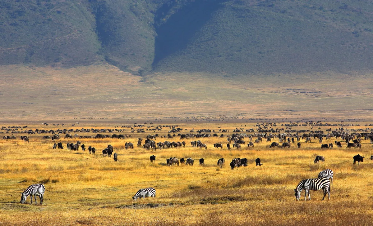 Vista del cráter del Ngorongoro con fauna en la caldera de Tanzania