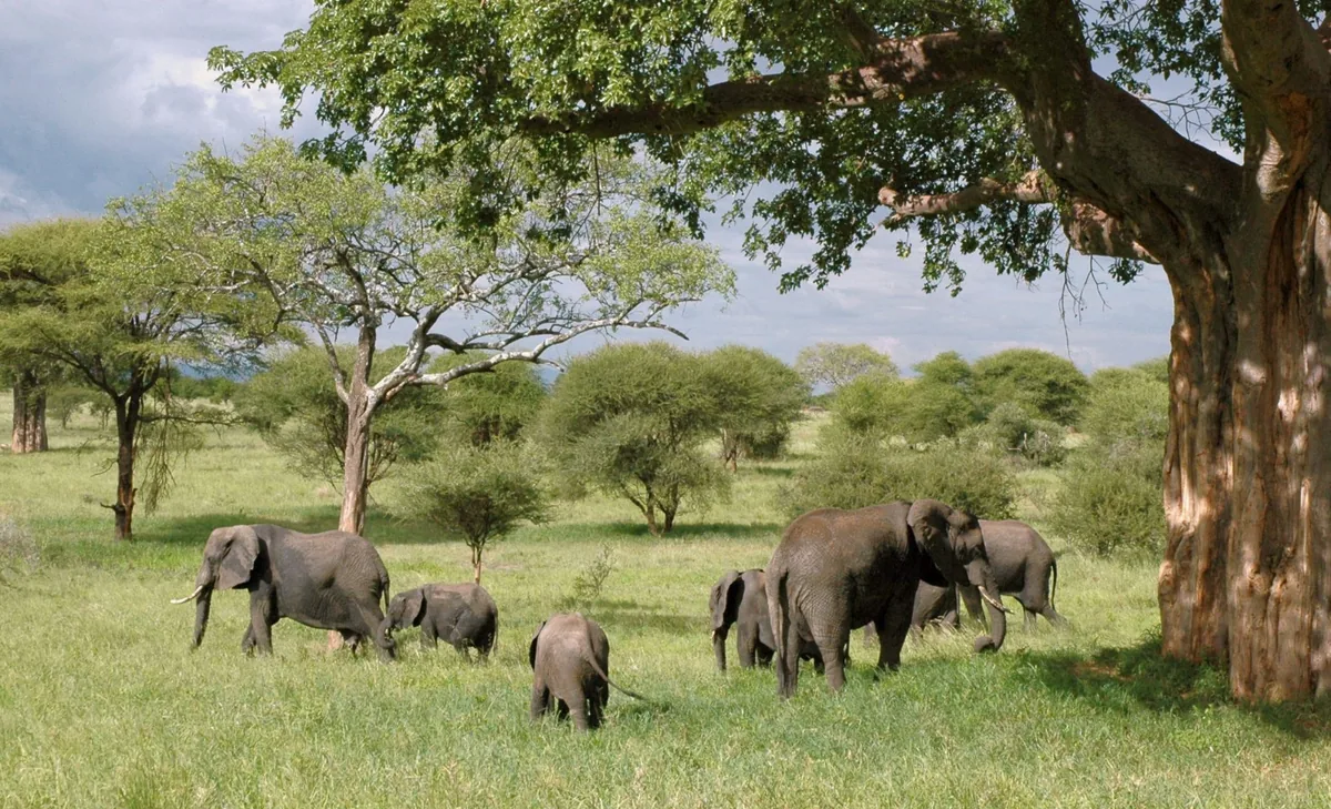 Elefantes en un paisaje de Tanzania durante una etapa de safari en Tarangire