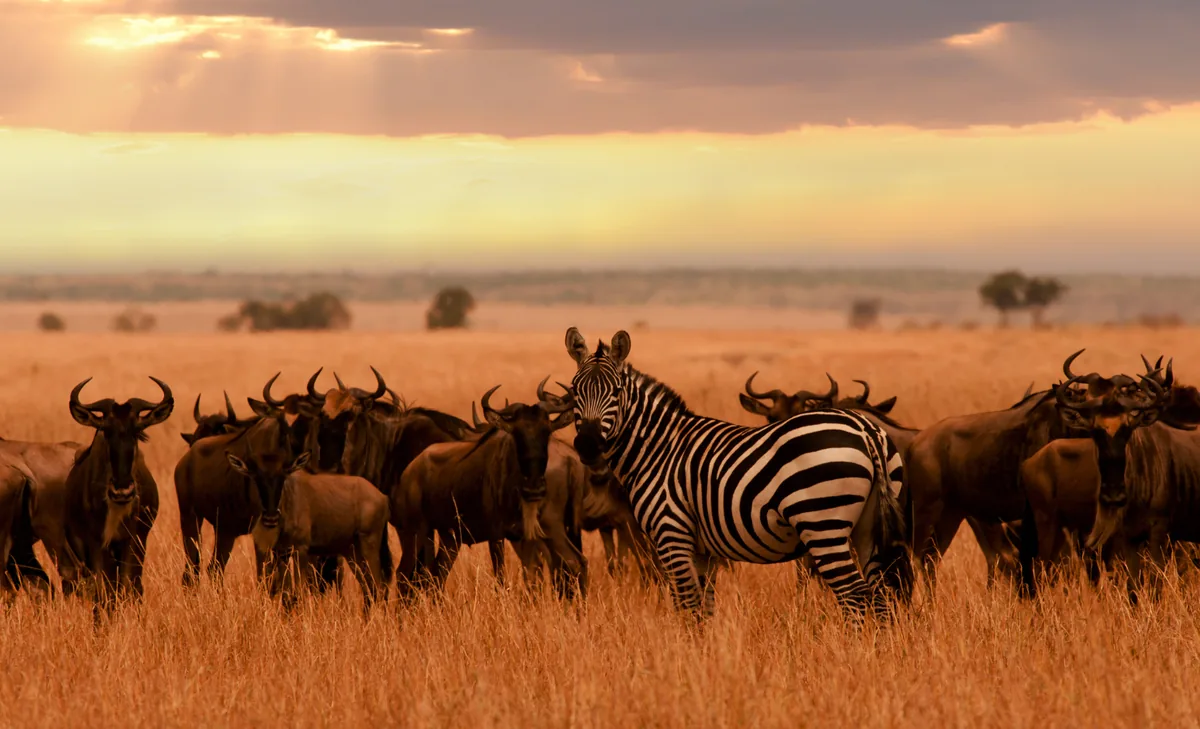 Gran Migración en el Serengeti con cebras y grandes manadas en la sabana de Tanzania