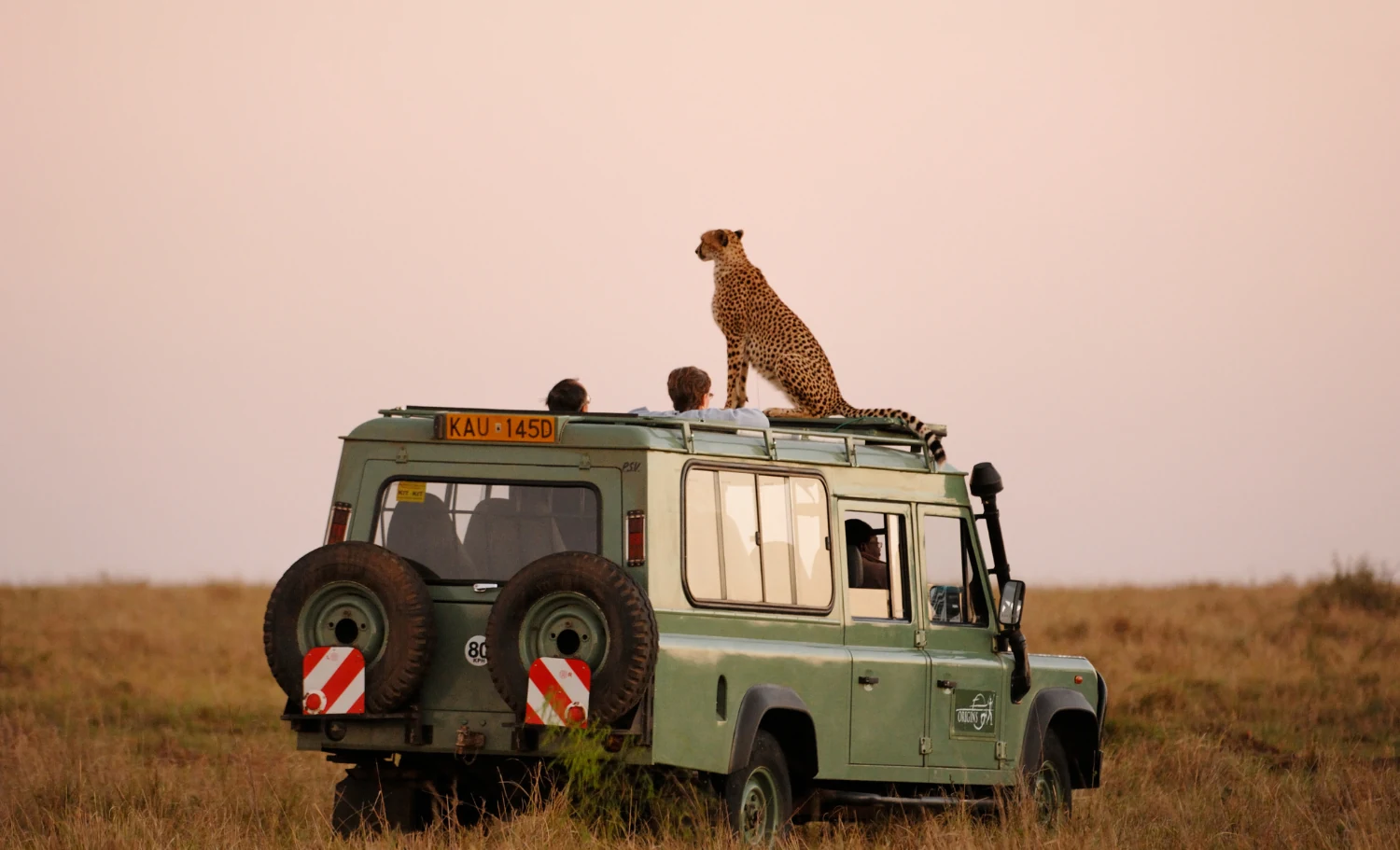 Guepardo sobre un vehículo de safari durante una luna de miel en África