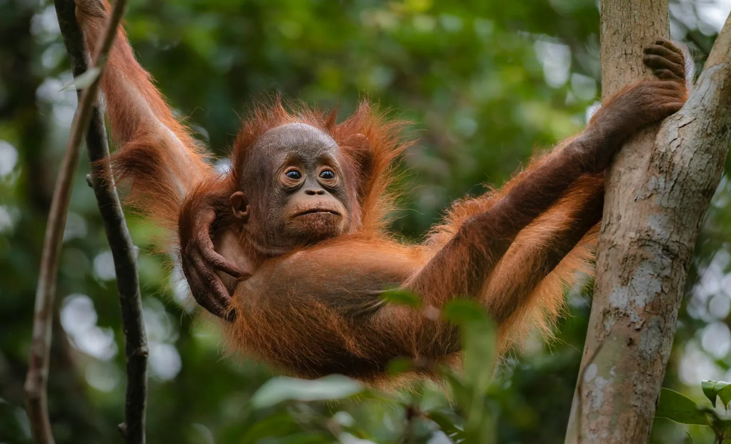 Orangutanes en Borneo, Indonesia