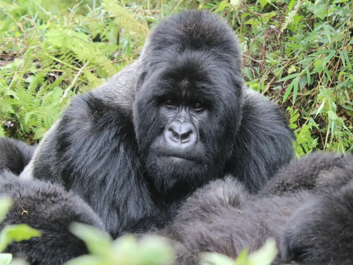 Gorila de montaña entre la vegetación de África oriental
