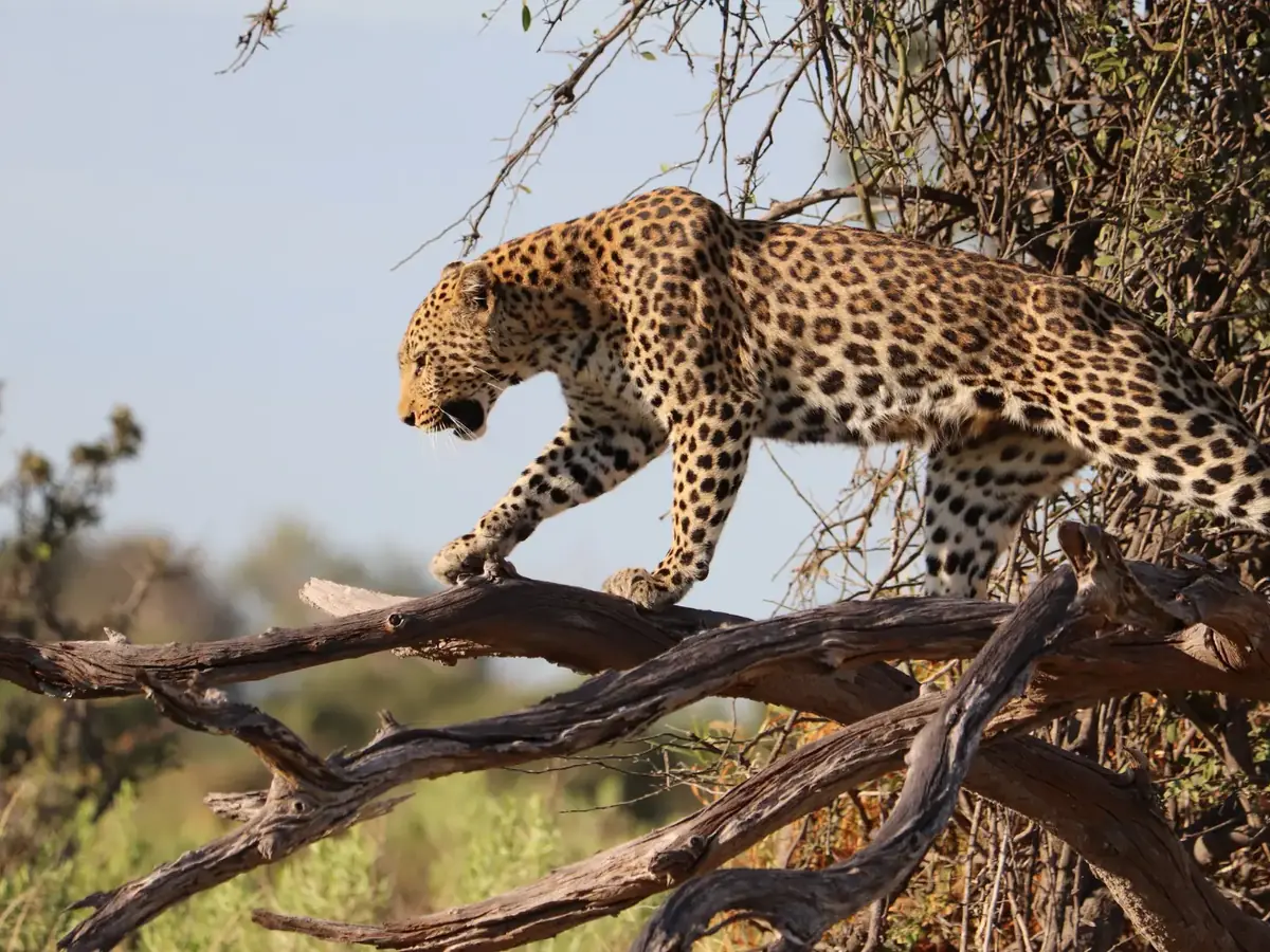 Leopardo avanzando sobre un tronco durante un safari de fauna
