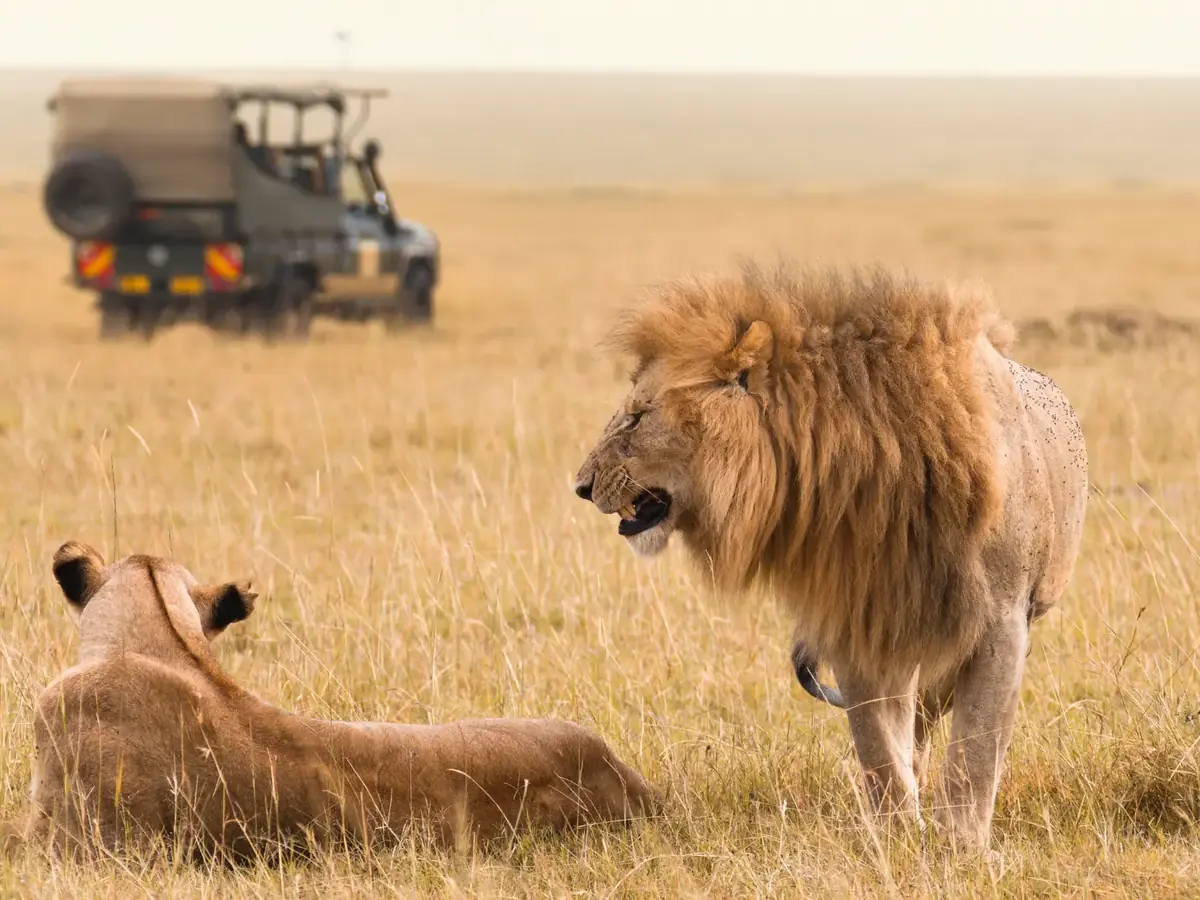 Leones en la sabana con un vehículo de safari privado al fondo