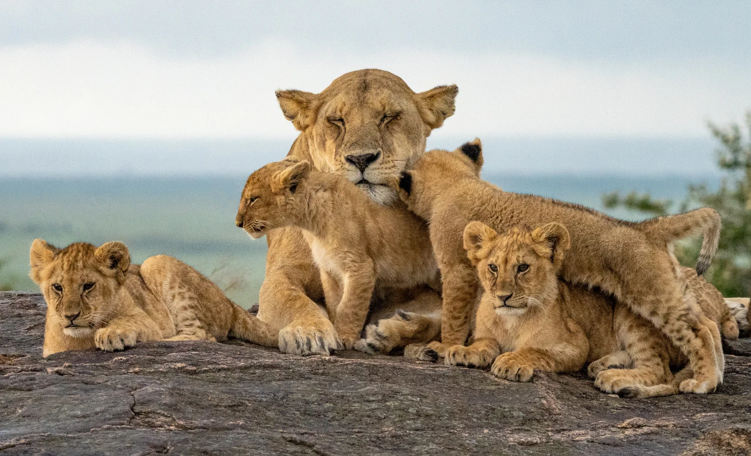 Pareja contemplando la sabana desde un lodge exclusivo durante un safari de lujo